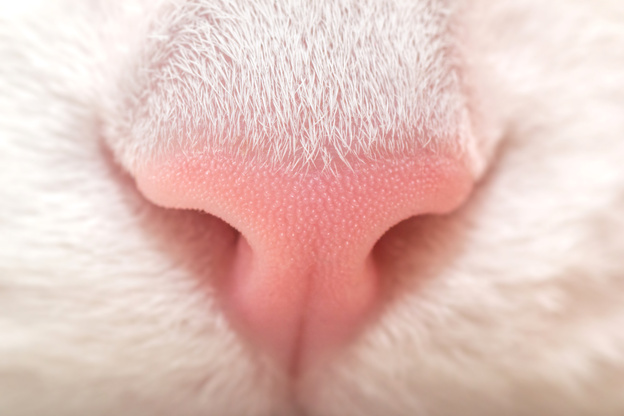 The cat's nose. White cat. Pink nose macro.