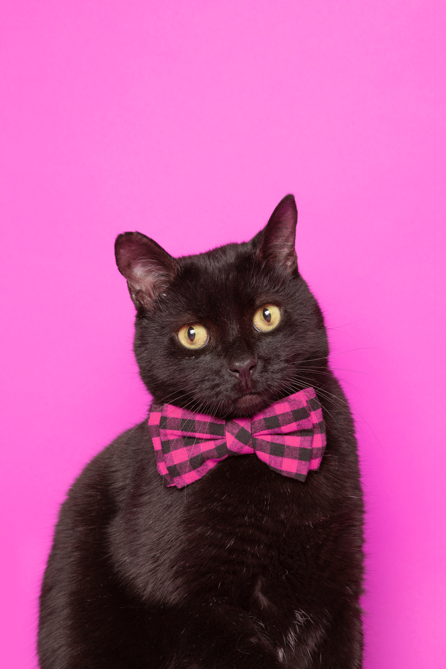 Black Cat Wearing a Bow Tie on Pink Background